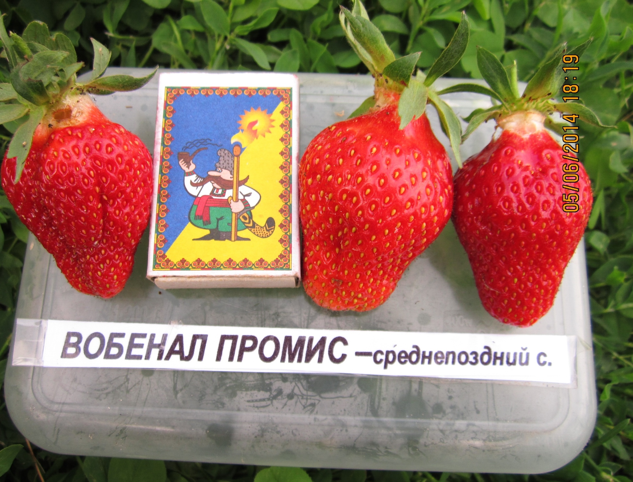 Клубника (средне-поздние сорта), 1 саж.